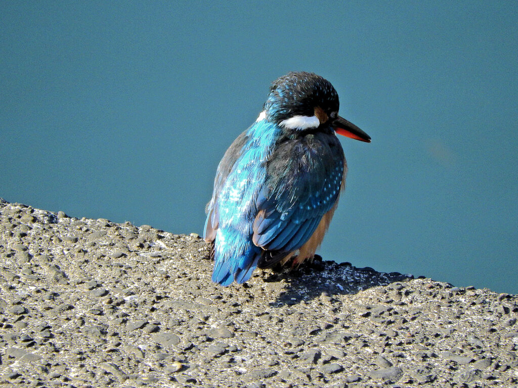 カワセミ　さん　６