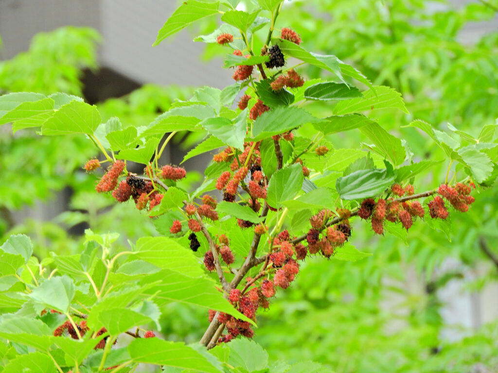 桑の実　１
