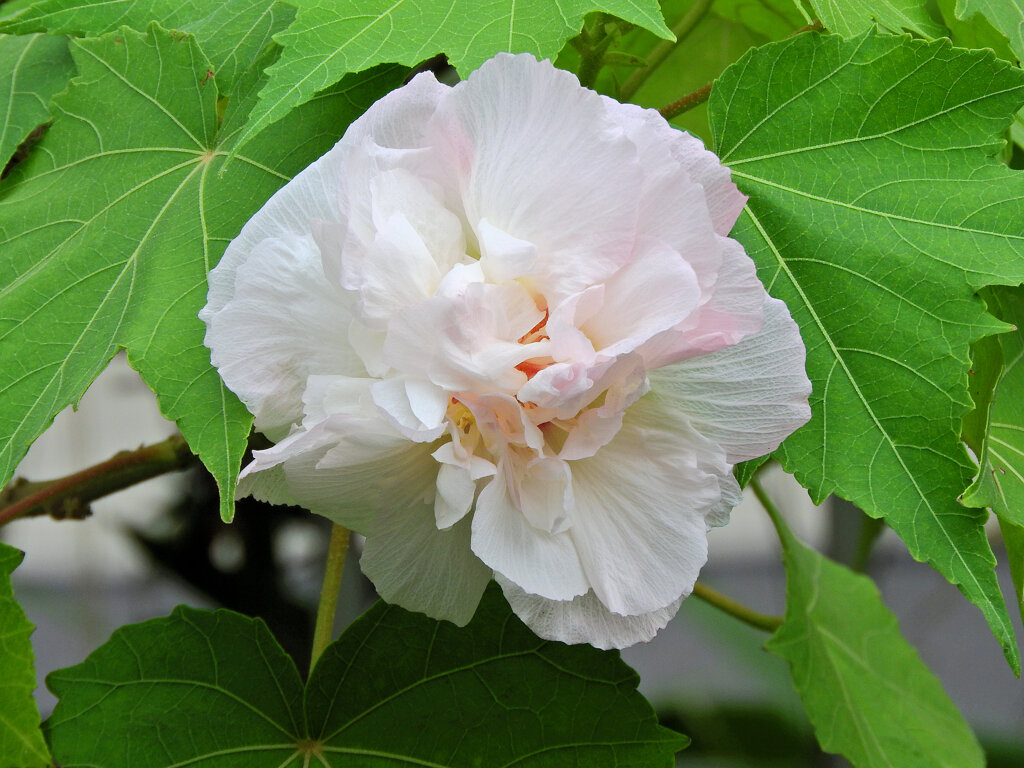酔芙蓉　３