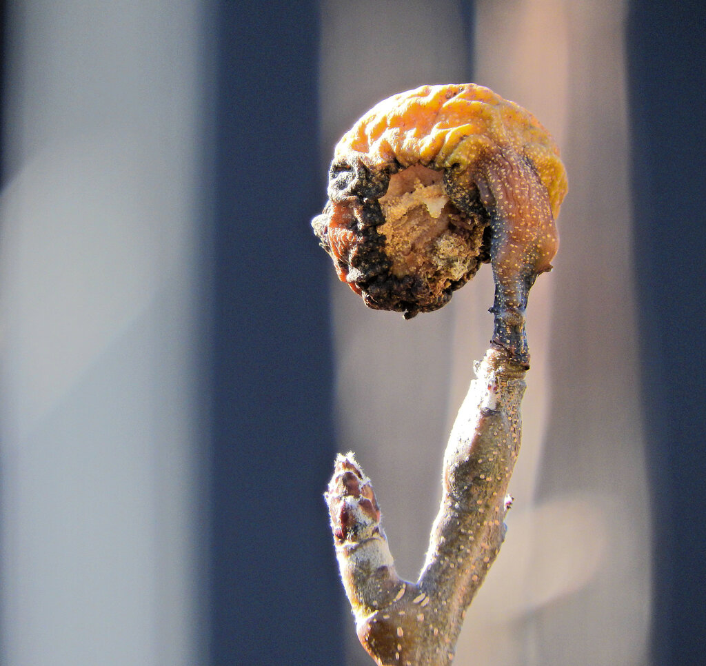 真冬の梨園で・・・２