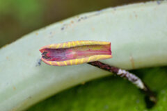 蓮の芽吹き　６