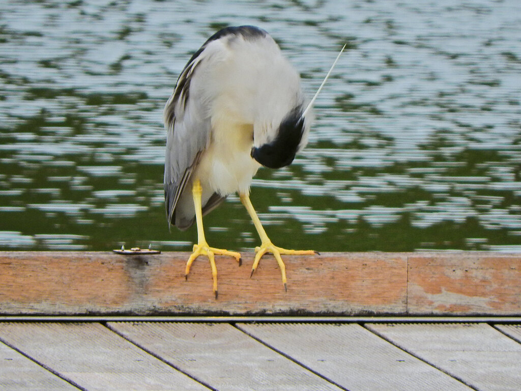 等々力緑地公園・・釣り堀池で　ゴイサギ　７