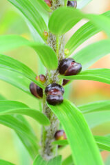 鬼百合のムカゴ　２