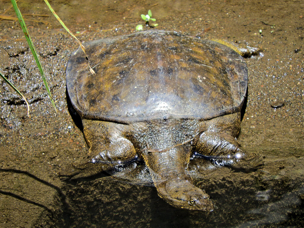 私はスッポンぽん・・・（笑）