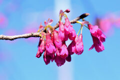 寒緋桜 （かんひざくら）　２