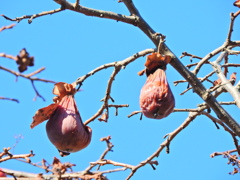 熟柿から婆柿へ・・・(￣◇￣;)　１６