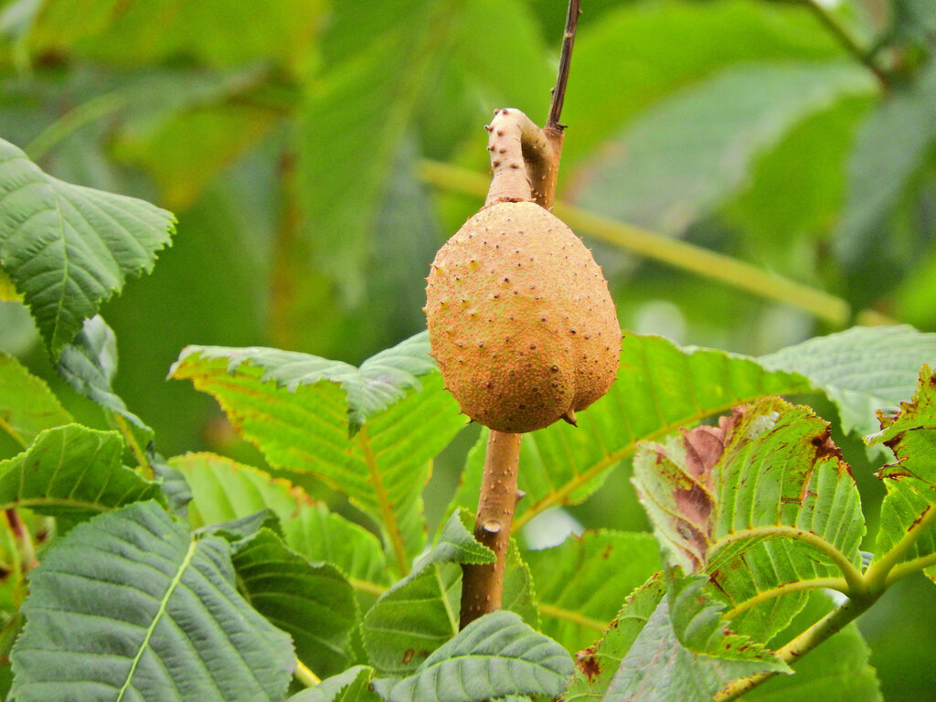 紅花栃の木（ベニバナトチノキ）　実　３