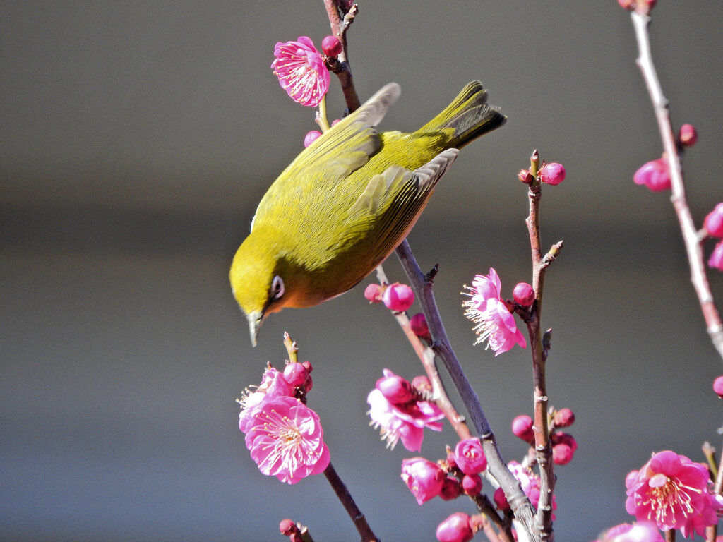 昨日の　ウメジロー　３