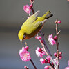 昨日の　ウメジロー　３