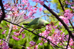 ワカケホンセイインコ　７