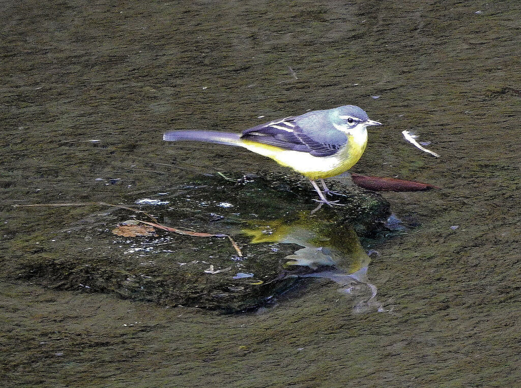 久々のキセキレイさん　１