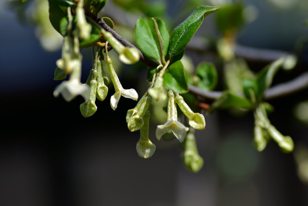 ナツグミ（夏茱萸）の花　４
