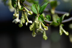 ナツグミ（夏茱萸）の花　４