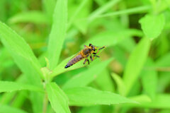 シオメアブ　２