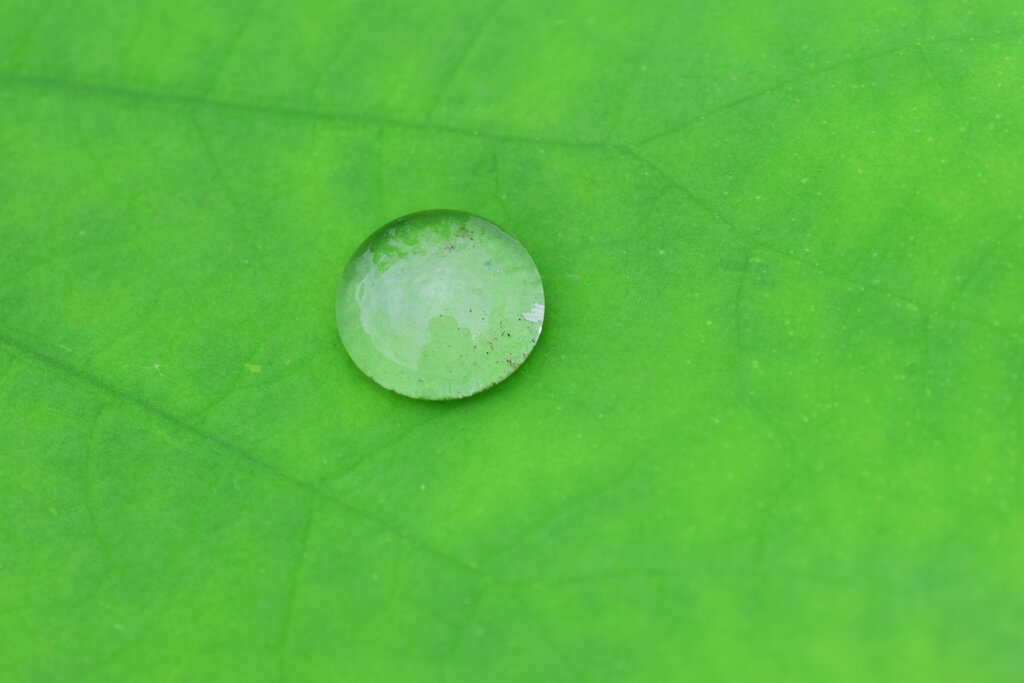 蓮の葉に水滴　３
