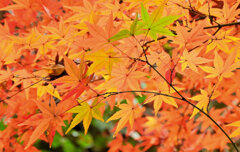 年末の大掃除　撮り溜め紅葉放出　１２