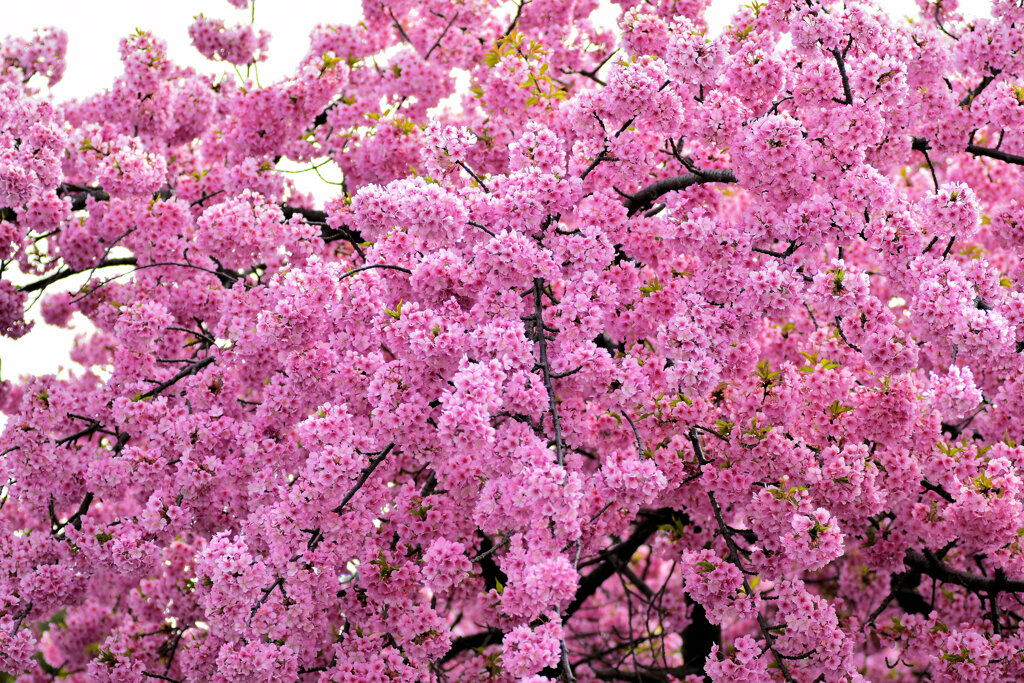 せせらぎ遊歩道・満開の河津桜　１