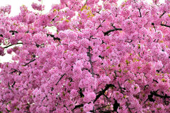 せせらぎ遊歩道・満開の河津桜　１