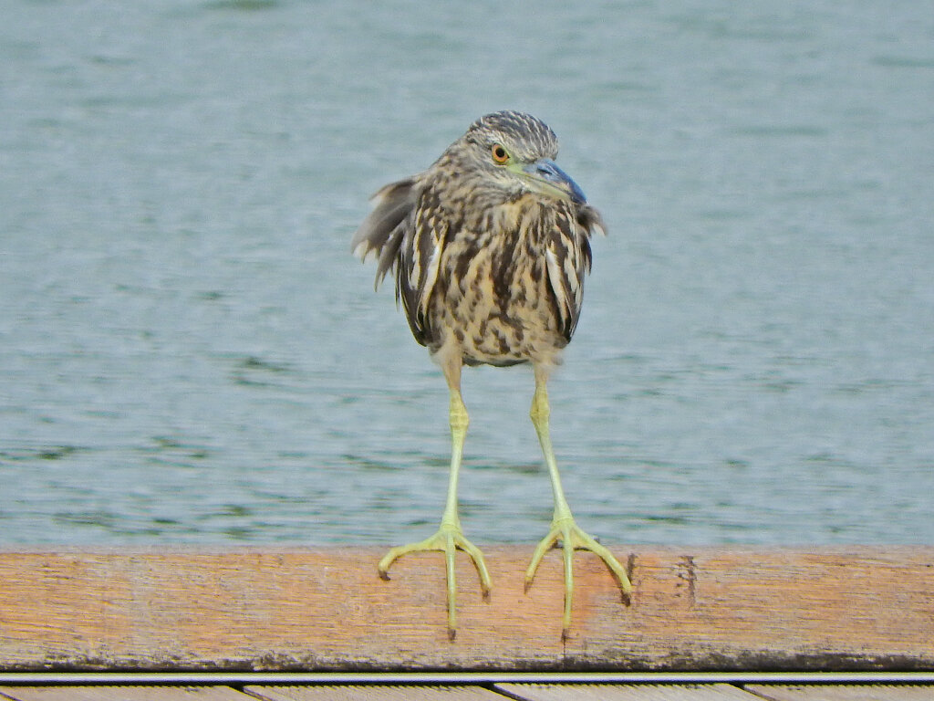 等々力緑地公園・・釣り堀池で　ホシゴイ　８