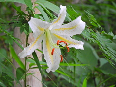 里山で山百合が開花　３