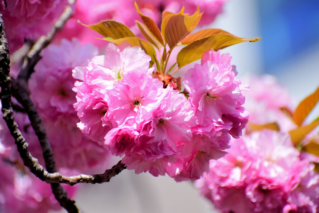 八重桜の♡を探して・・・３