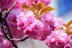八重桜の♡を探して・・・３