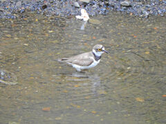 矢上川で初めて出合った鳥さん　お名前は？3/3