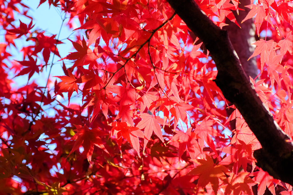 燃え、萌え・・・紅葉　１０