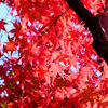 燃え、萌え・・・紅葉　１０
