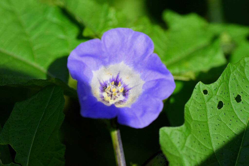 二カンドラ（黒ほおずき）　３