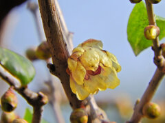 里山で蝋梅が開花　４