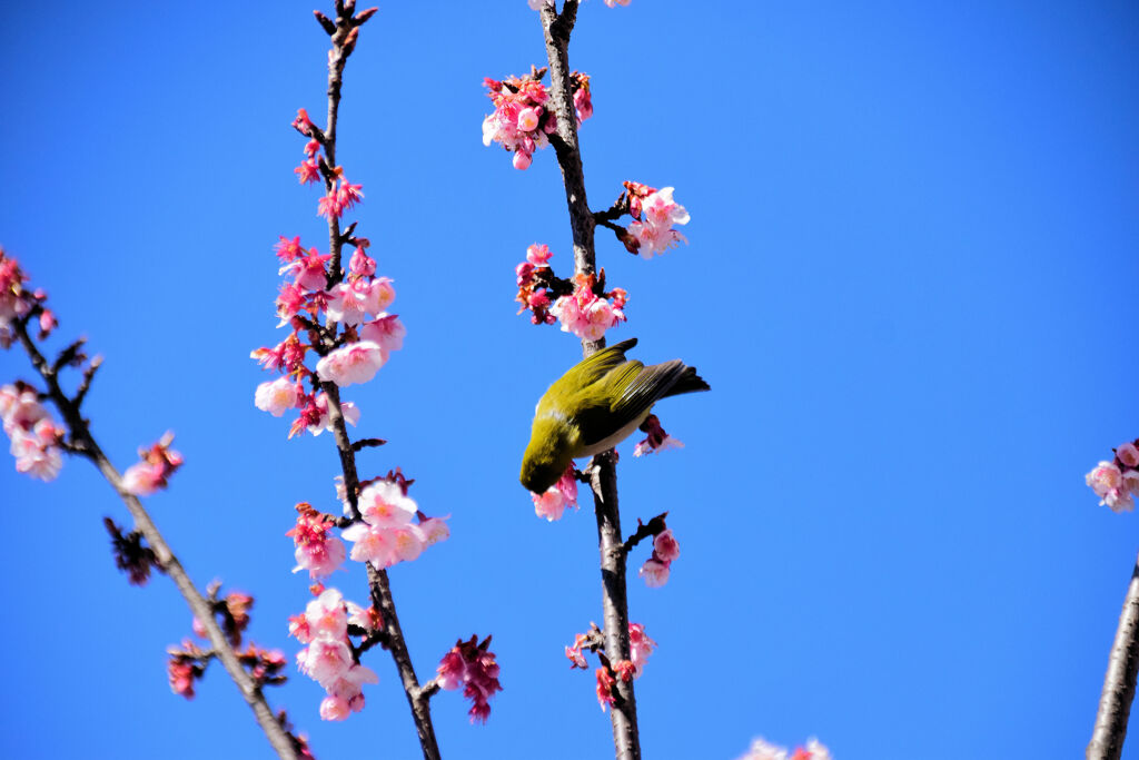 サクジロー⌒(ё)⌒　１