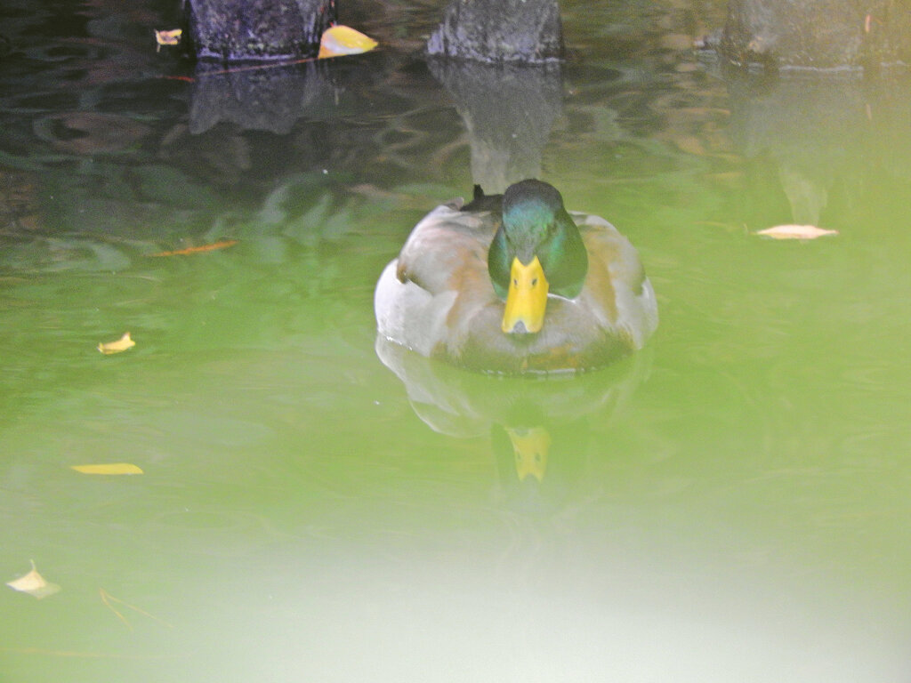 マガモ♂　５