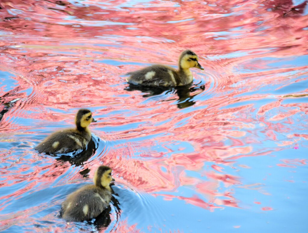 私の散歩道・・せせらぎ遊歩道　１５