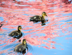 私の散歩道・・せせらぎ遊歩道　１５