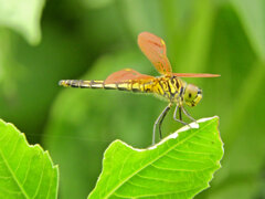 初めて見た蜻蛉さん　名前を教えて下さい7/8　コフキトンボの帯型メス