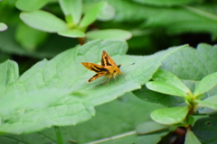 キマダラセセリ　 チョウ目　セセリチョウ科　セセリチョウ亜科　１