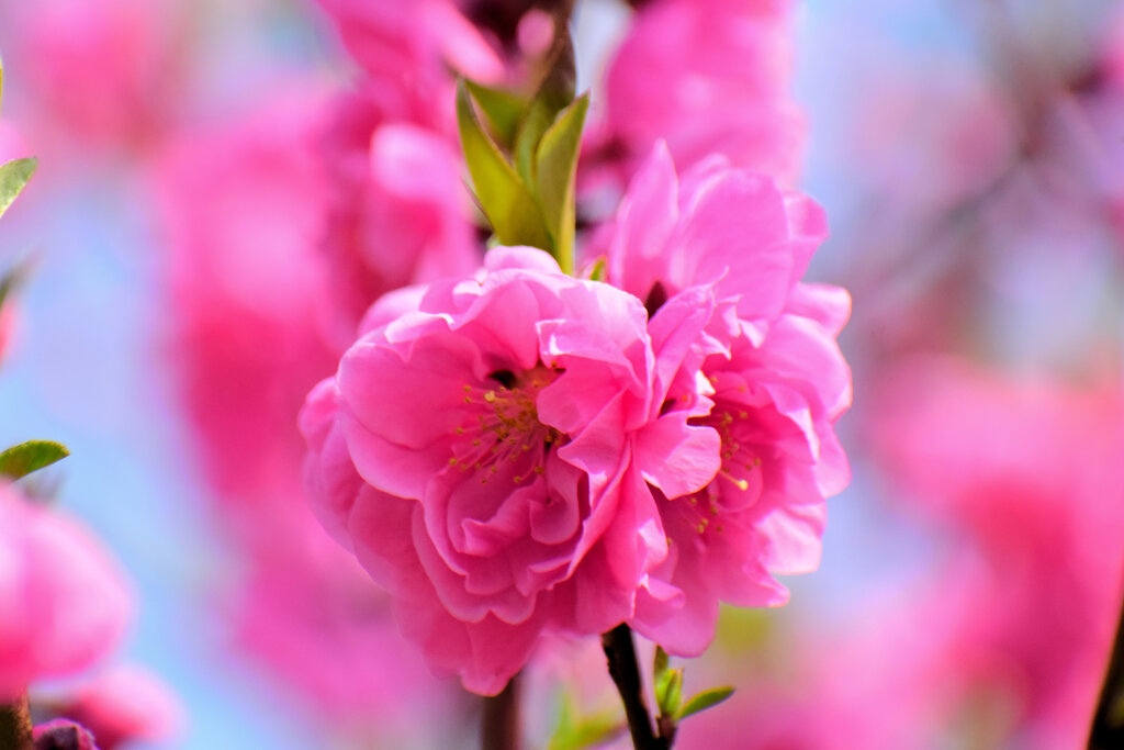 花桃　６