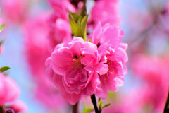 花桃　６