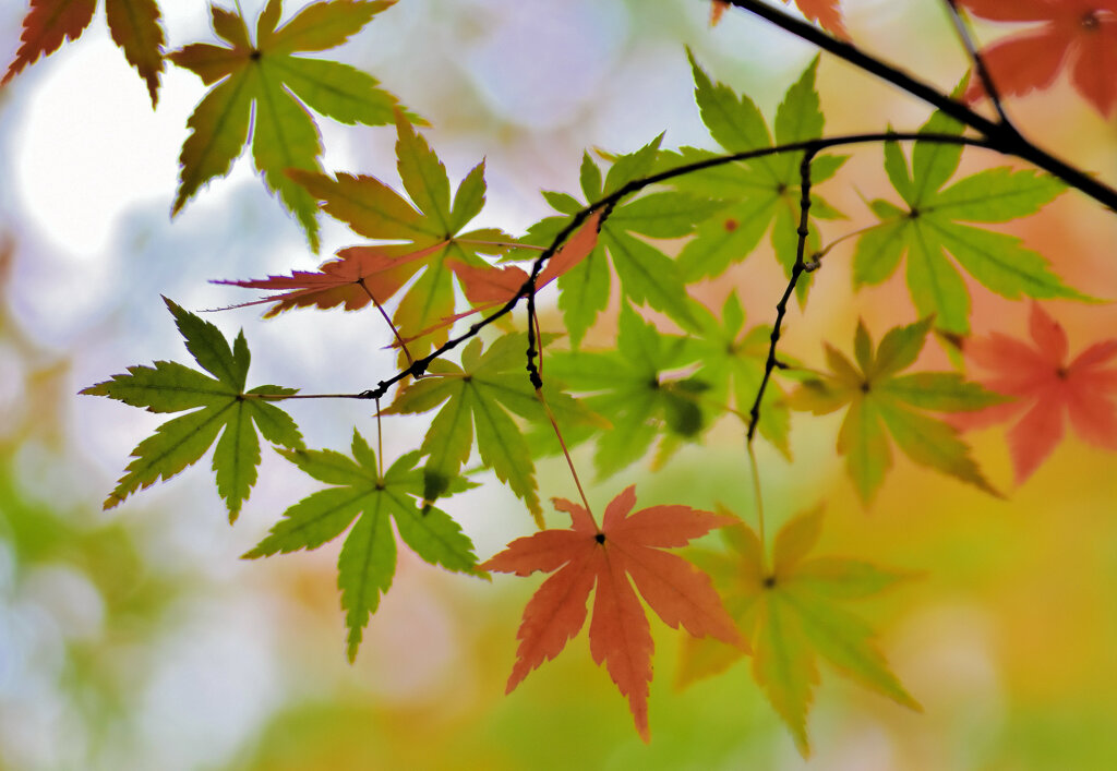 年末の大掃除・・綺麗だったなぁ～　紅葉　２