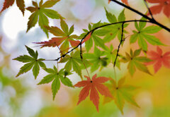 年末の大掃除・・綺麗だったなぁ～　紅葉　２