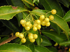 「白実の万両」 （しろみのまんりょう）　５