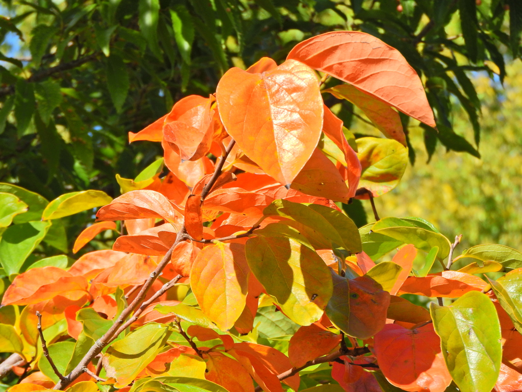柿の葉　紅葉　１