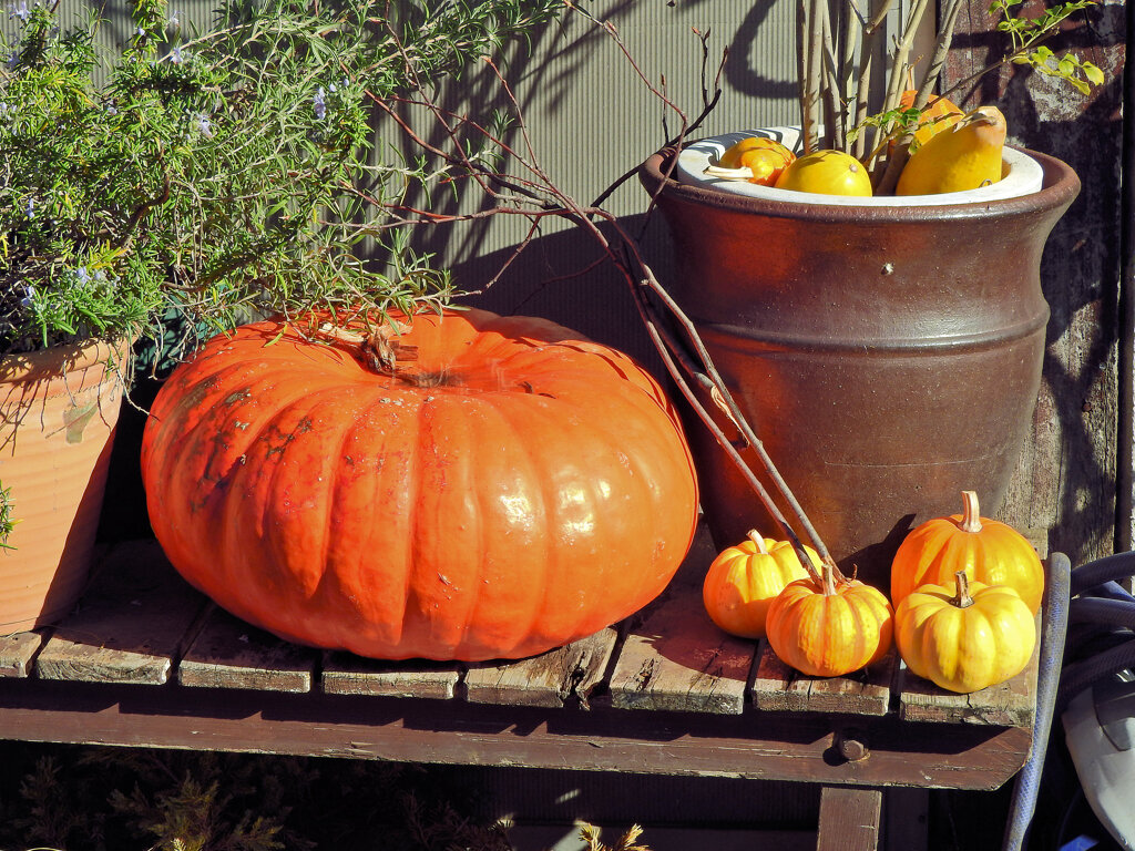 ハロウィンで売れ残った南瓜　７