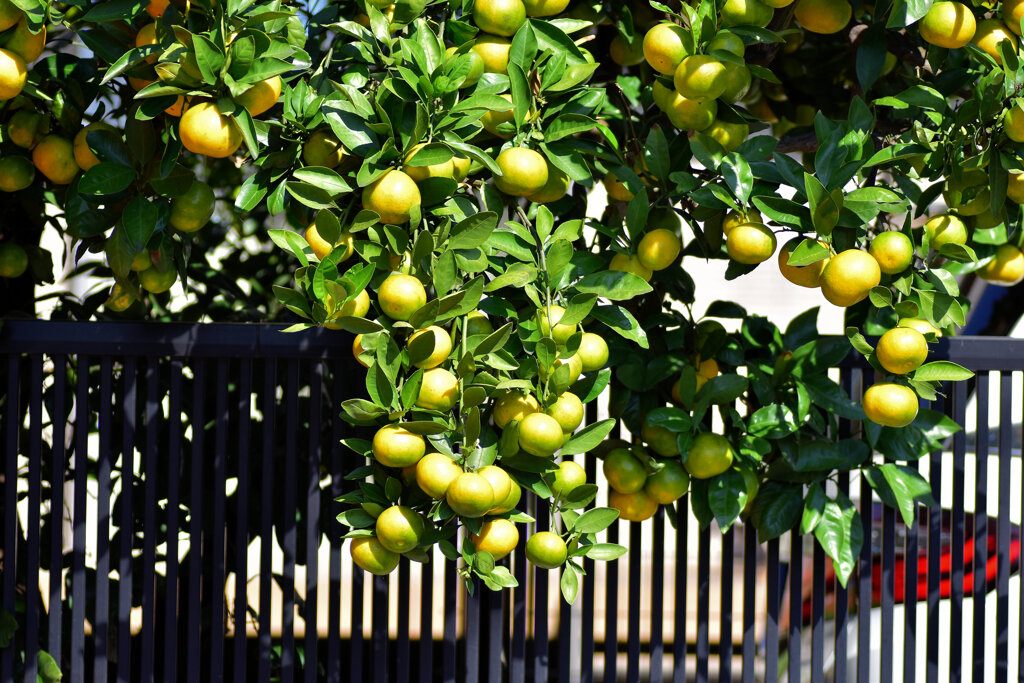 鈴なりの蜜柑　２