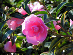山茶花　２