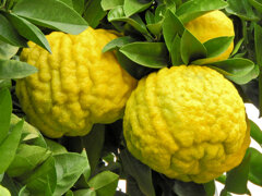 獅子柚子／鬼柚子／シシユズ／オニユズ　４