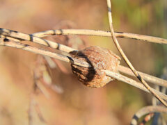 カマキリの卵鞘　1/3
