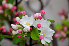 ヒメリンゴ　(姫りんご)の花　６