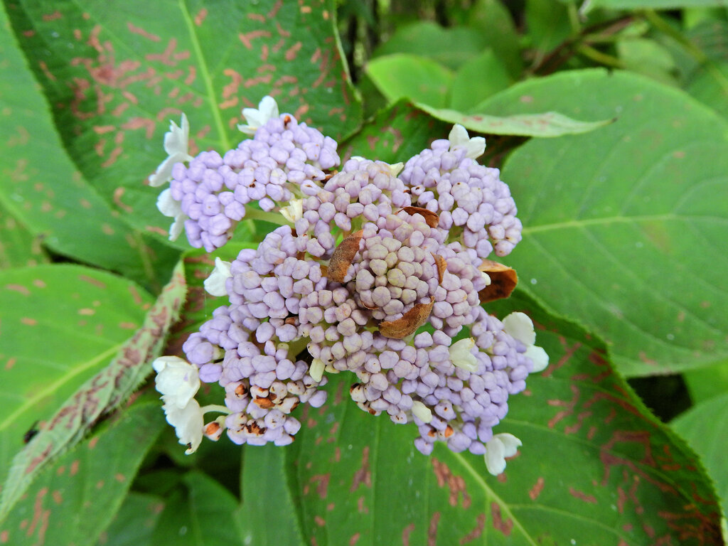 里山で玉紫陽花　４